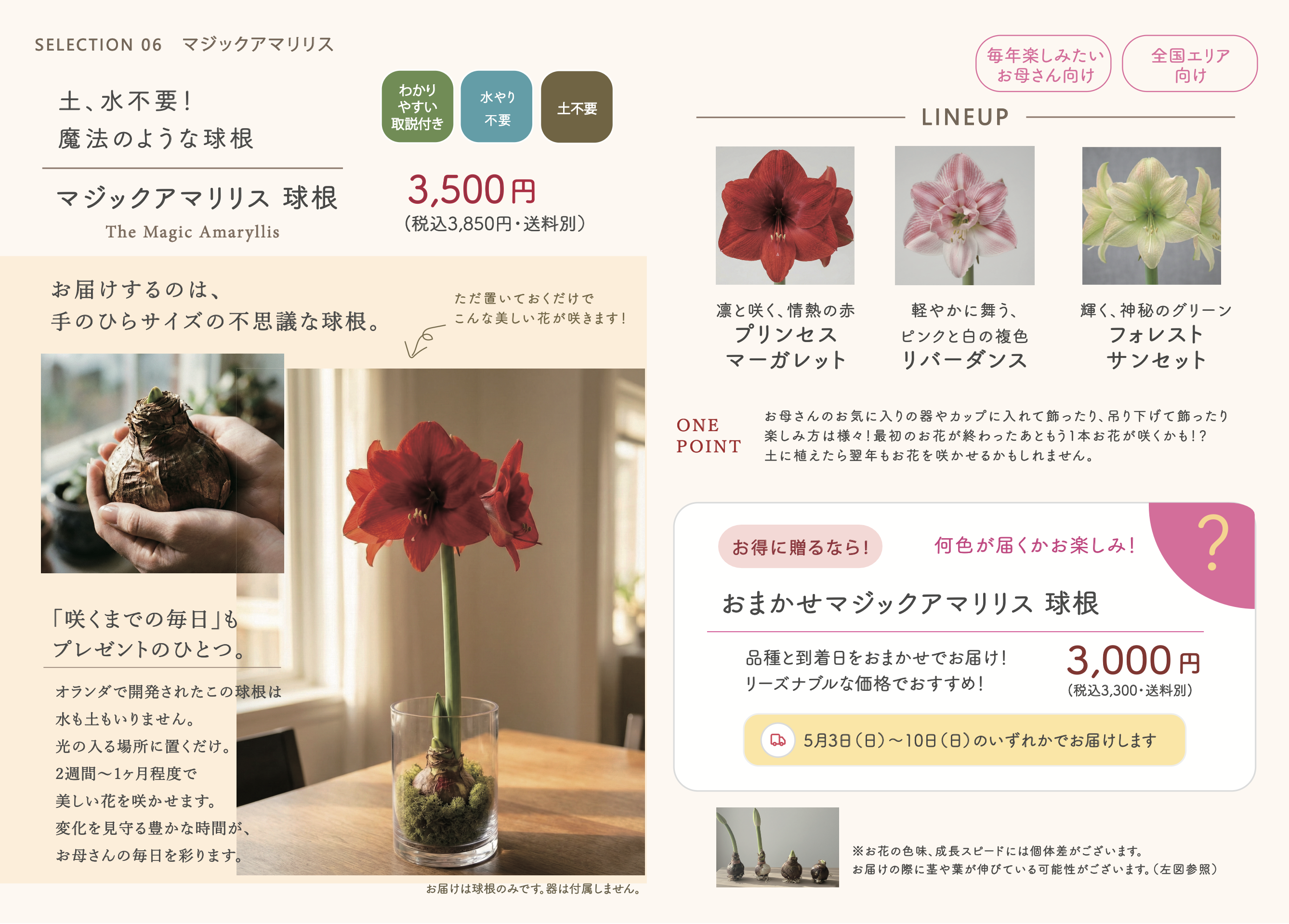 アマリリス カタログ