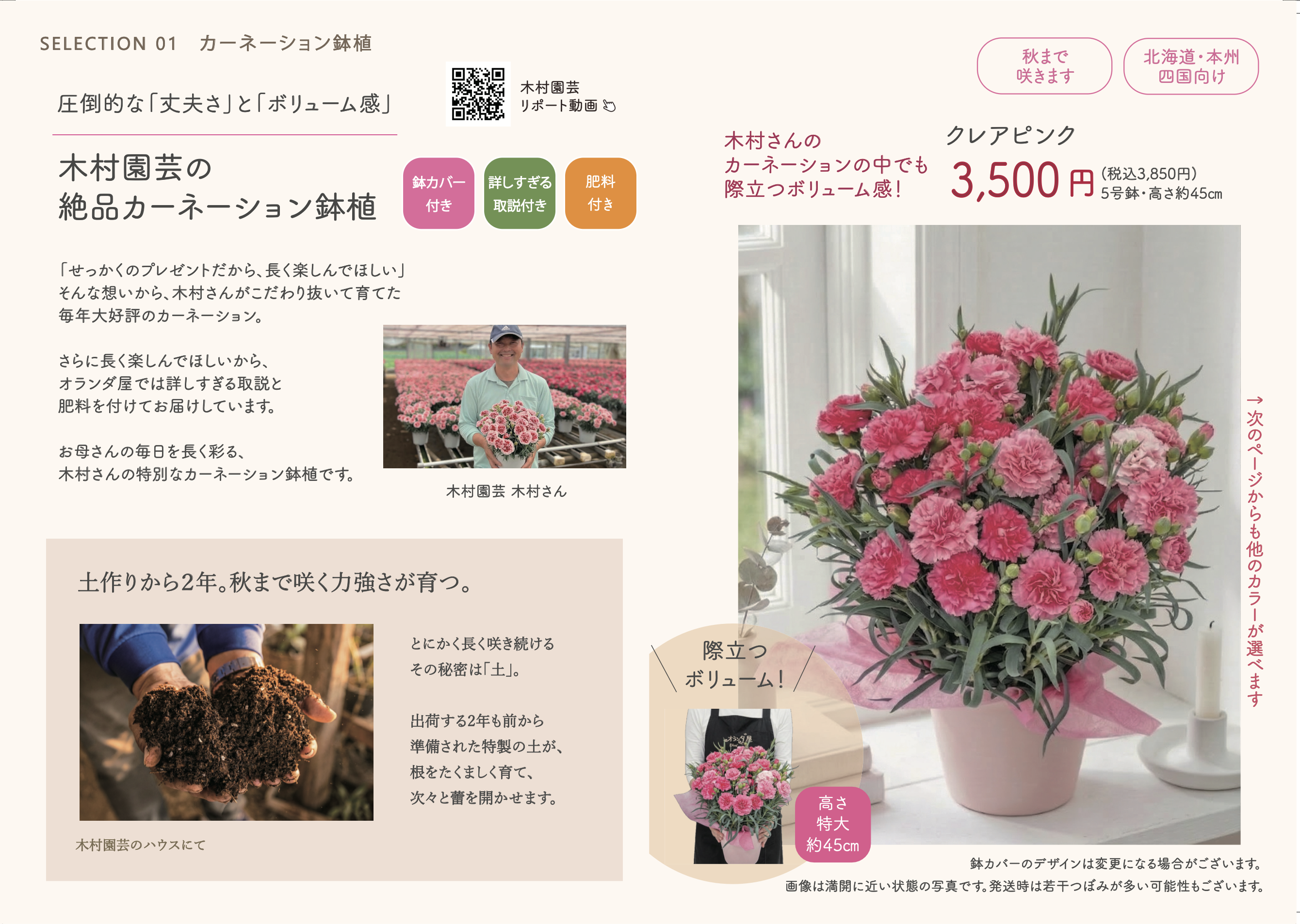 カーネーション カタログ1