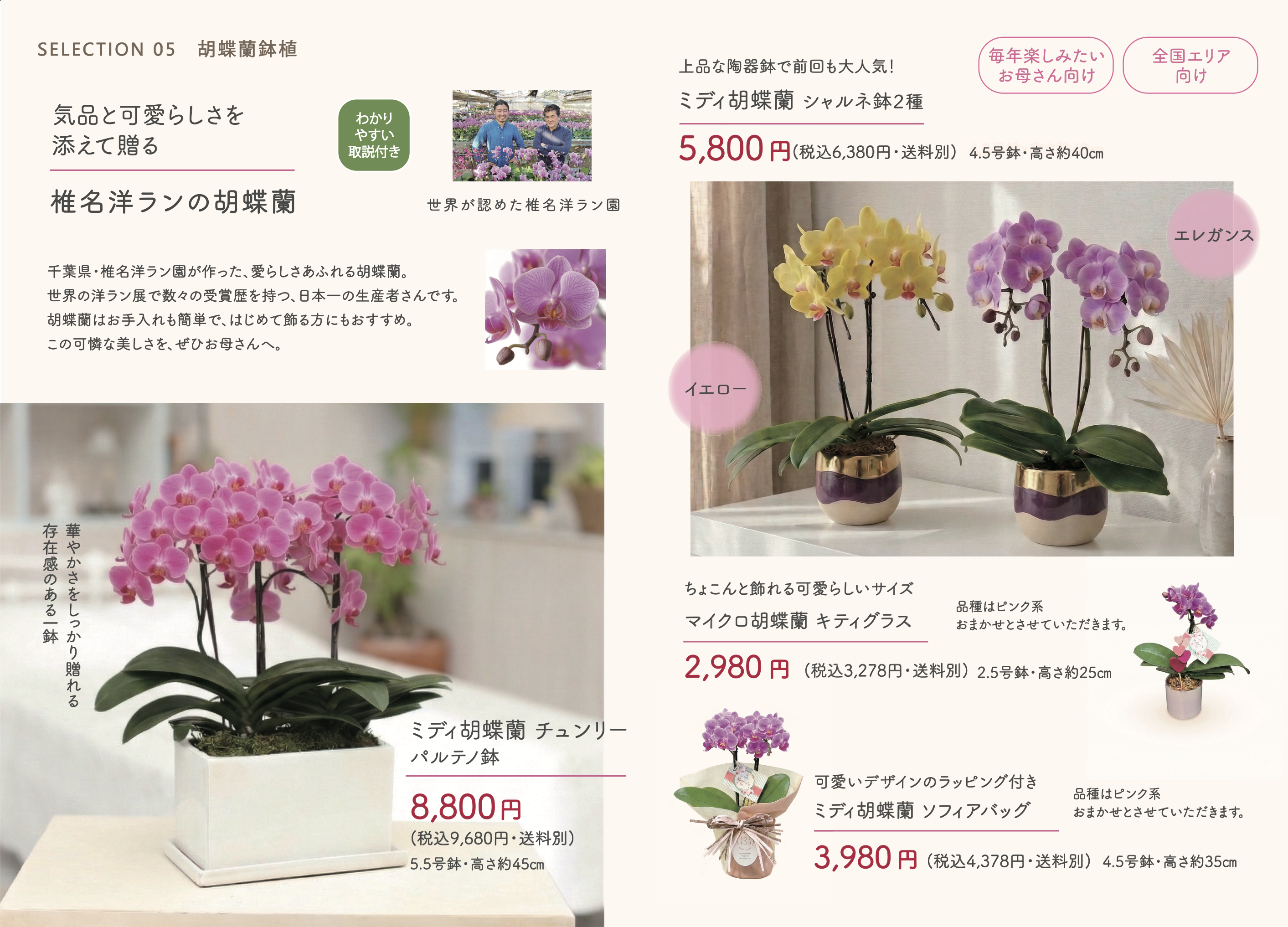 胡蝶蘭 カタログ